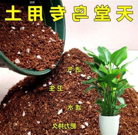 天堂鳥 土壤